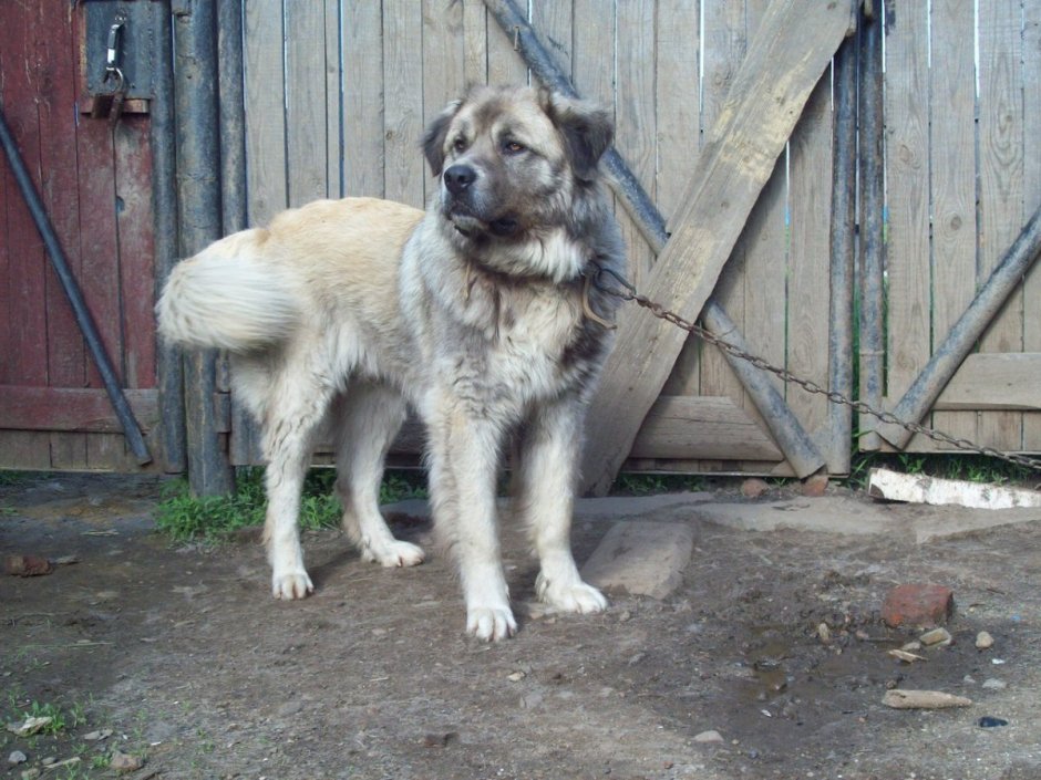 Метис кавказской овчарки