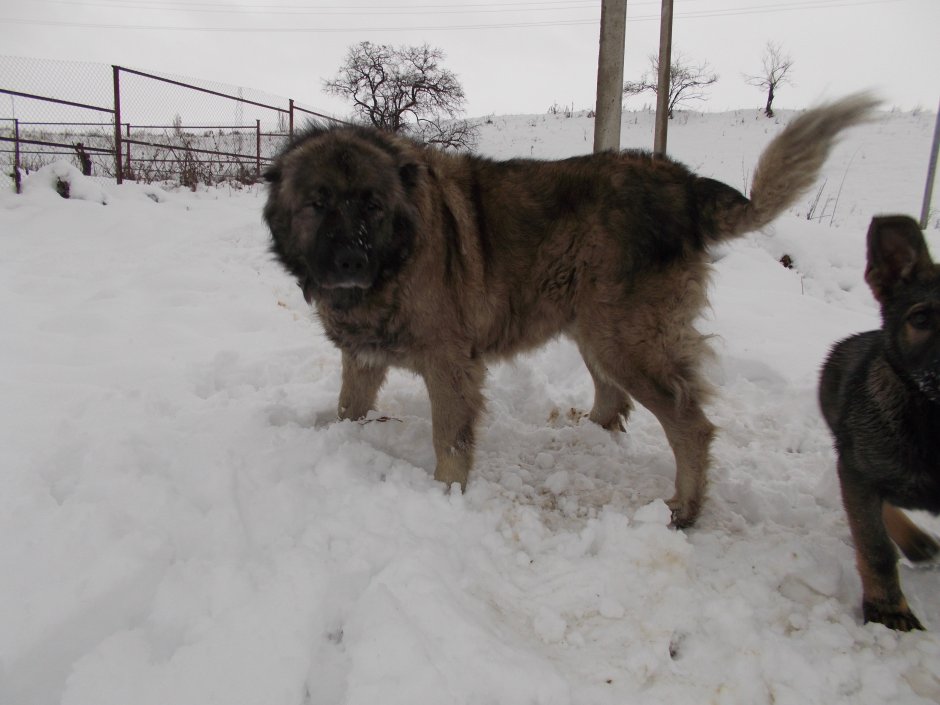Помесь Московской сторожевой и кавказской овчарки