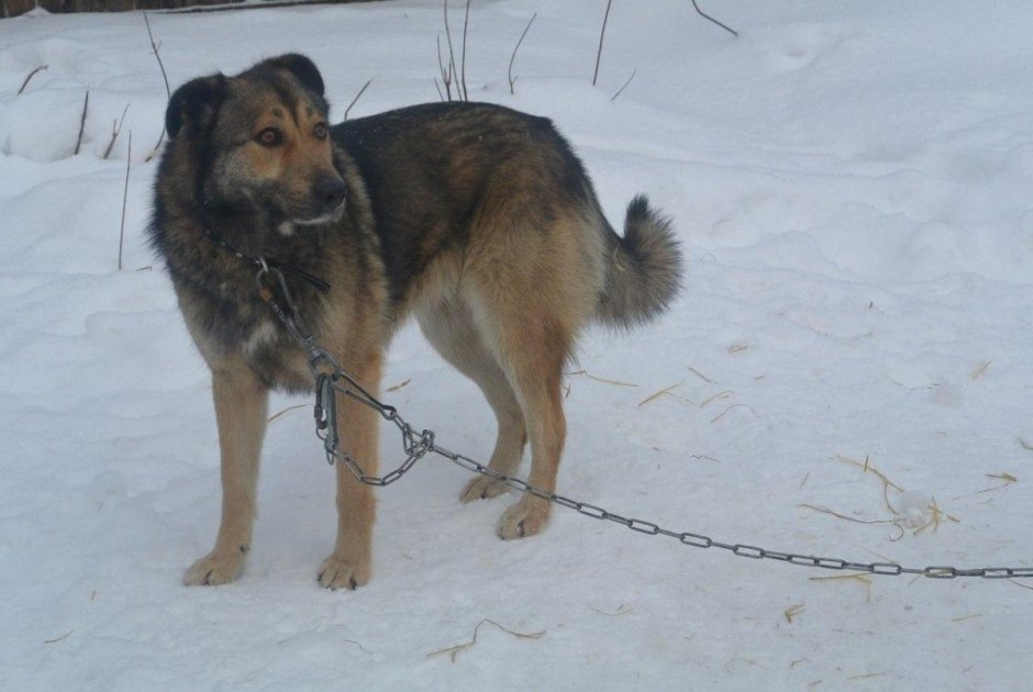 Метис волка и алабая