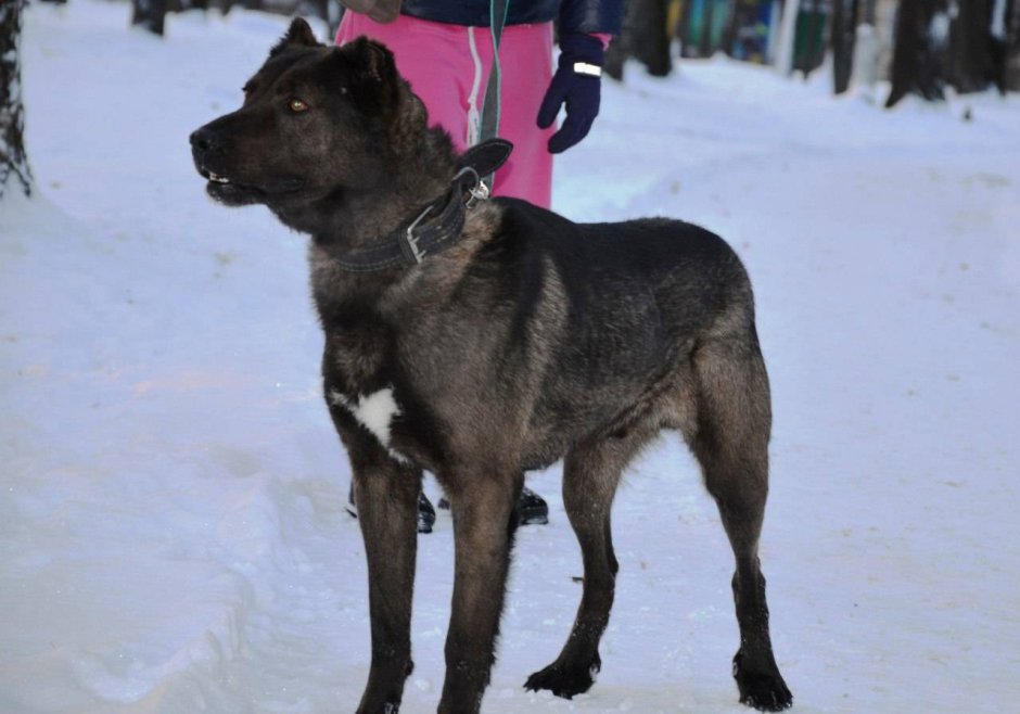 Метис волка и алабая