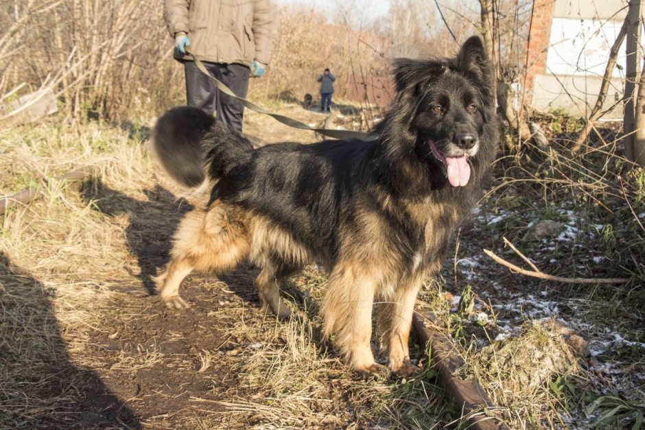 Помесь длинношерстной немецкой овчарки