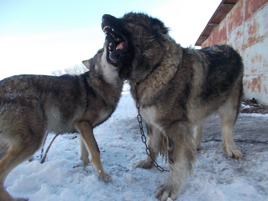 Волкодав кавказский алабай