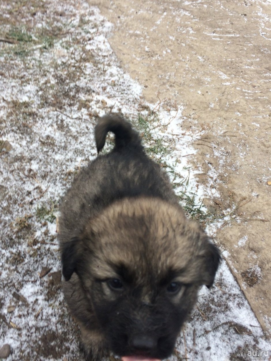 Щенки метисы кавказской овчарки 1 месяц