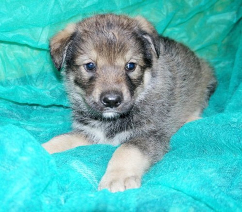 Метис кавказской овчарки и лайки