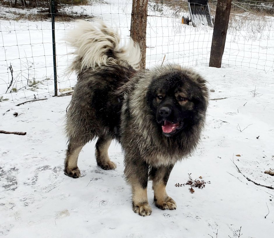 Белая Кавказская овчарка- волкодав