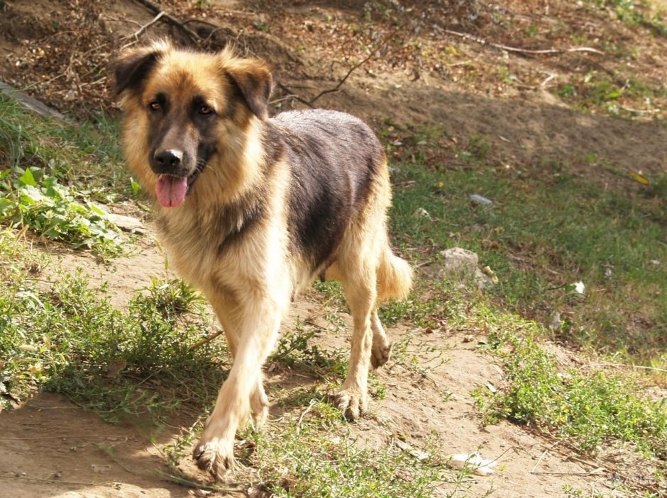 Метис алабая и немецкой овчарки