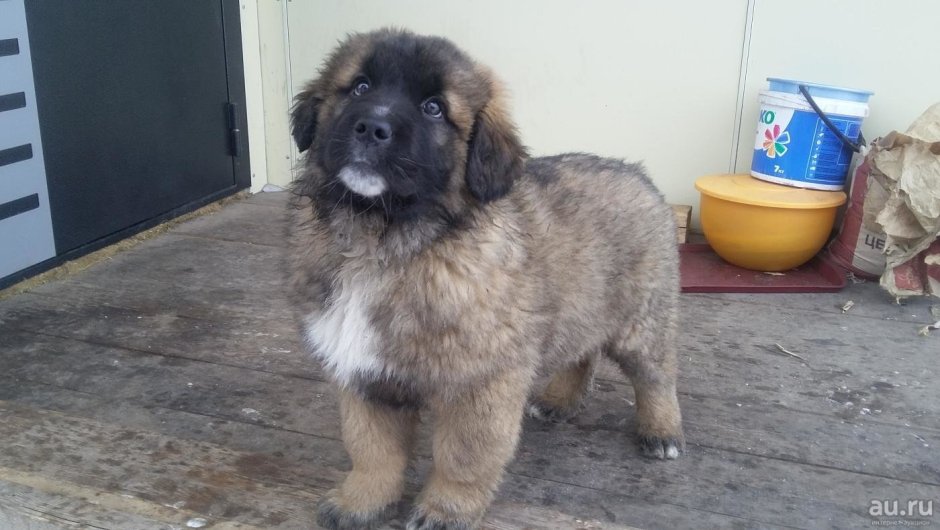 Метис кавказской овчарки и сенбернара