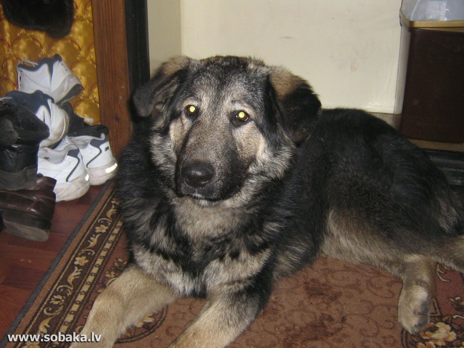 Кавказская овчарка метис дворняжки