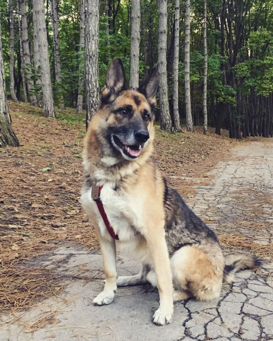 Помесь лайки и овчарки