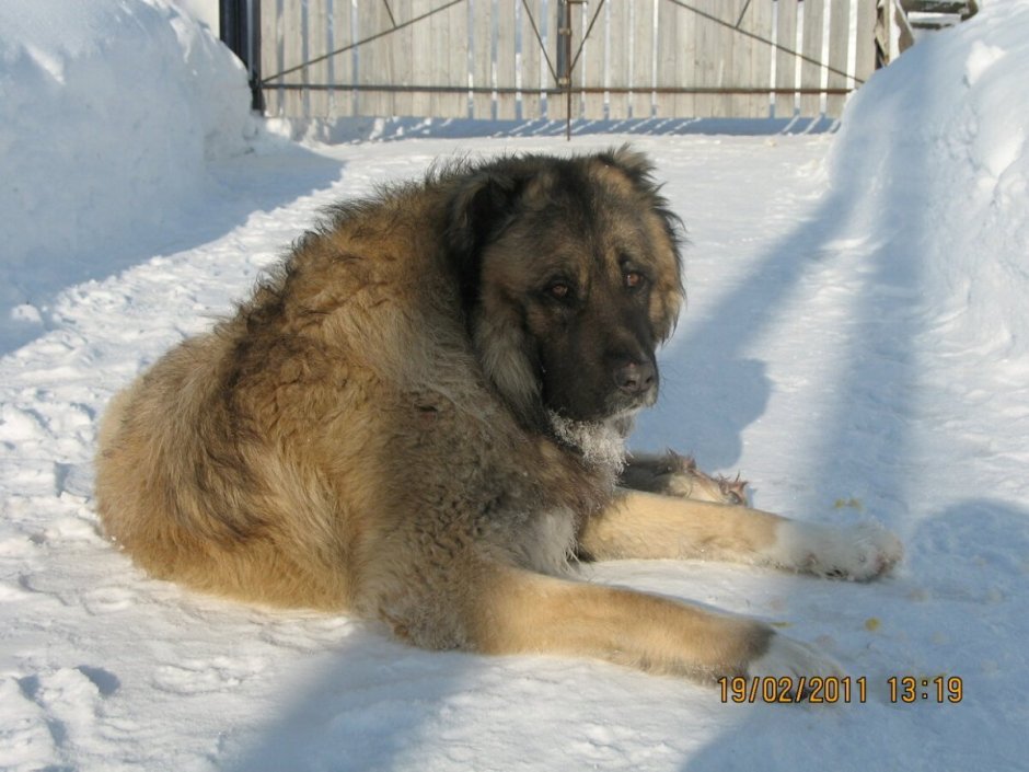 Смесь алабая и кавказской овчарки