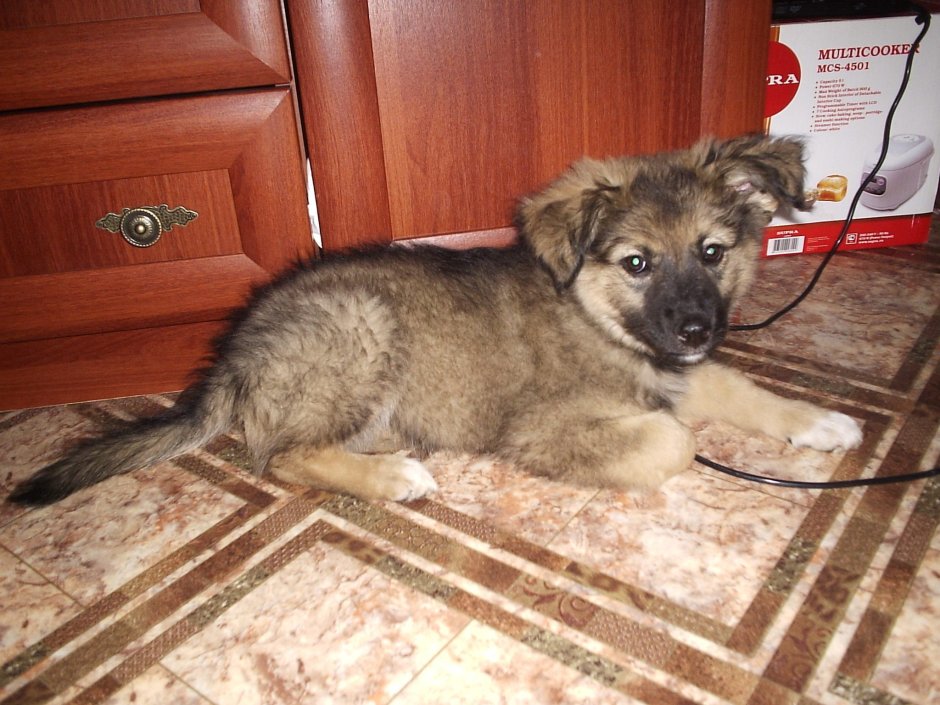 Щенок 3 месяца метис кавказской овчарки