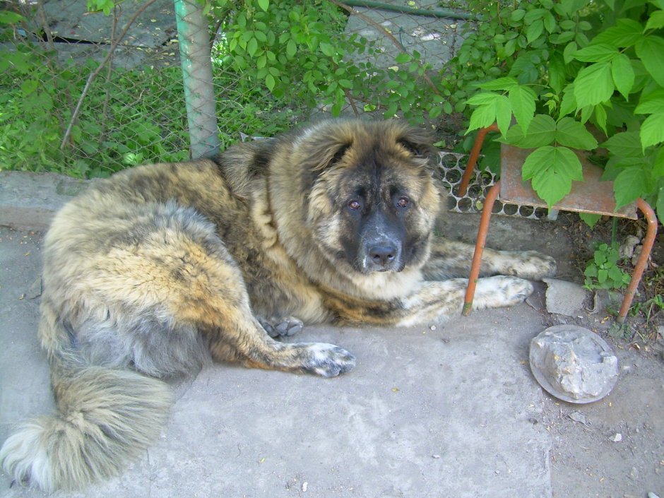 Кавказская овчарка конура