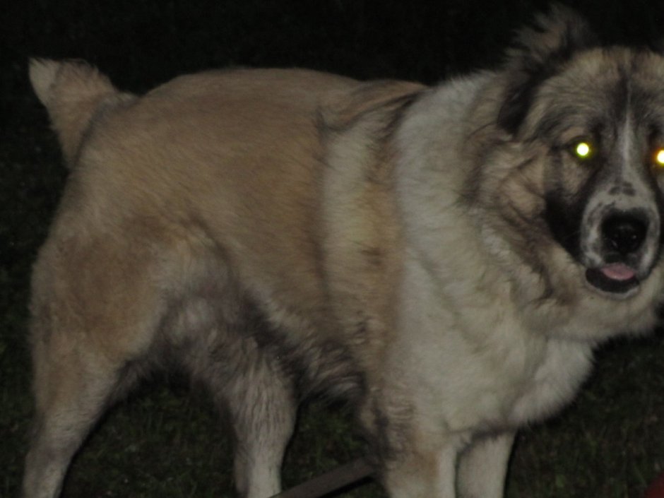 Алабай и Кавказская овчарка смесь