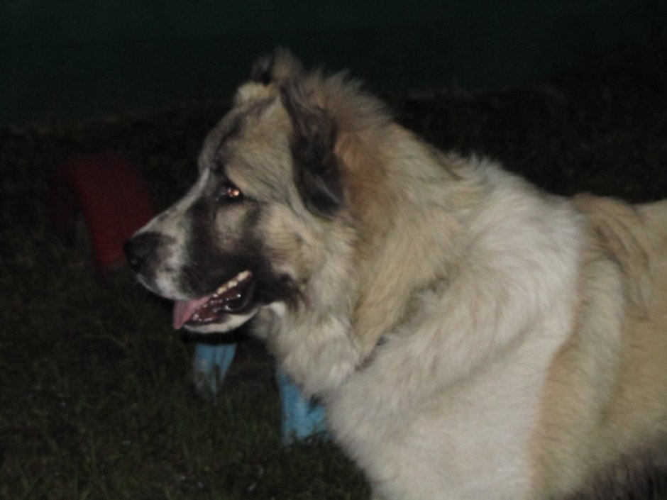 Смесь алабая и кавказской овчарки