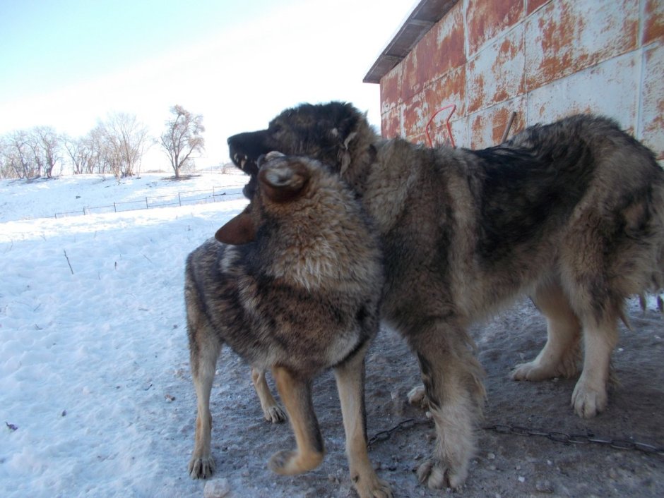 Метис алабая и кавказской овчарки