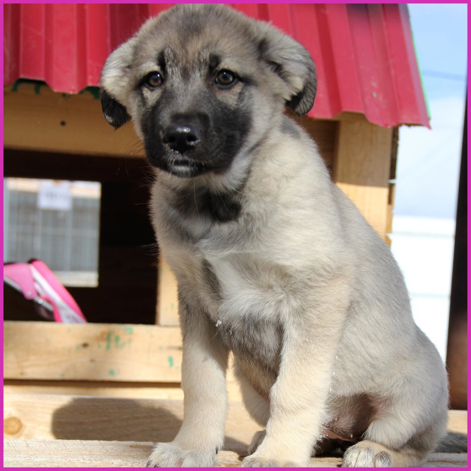 Помесь алабая