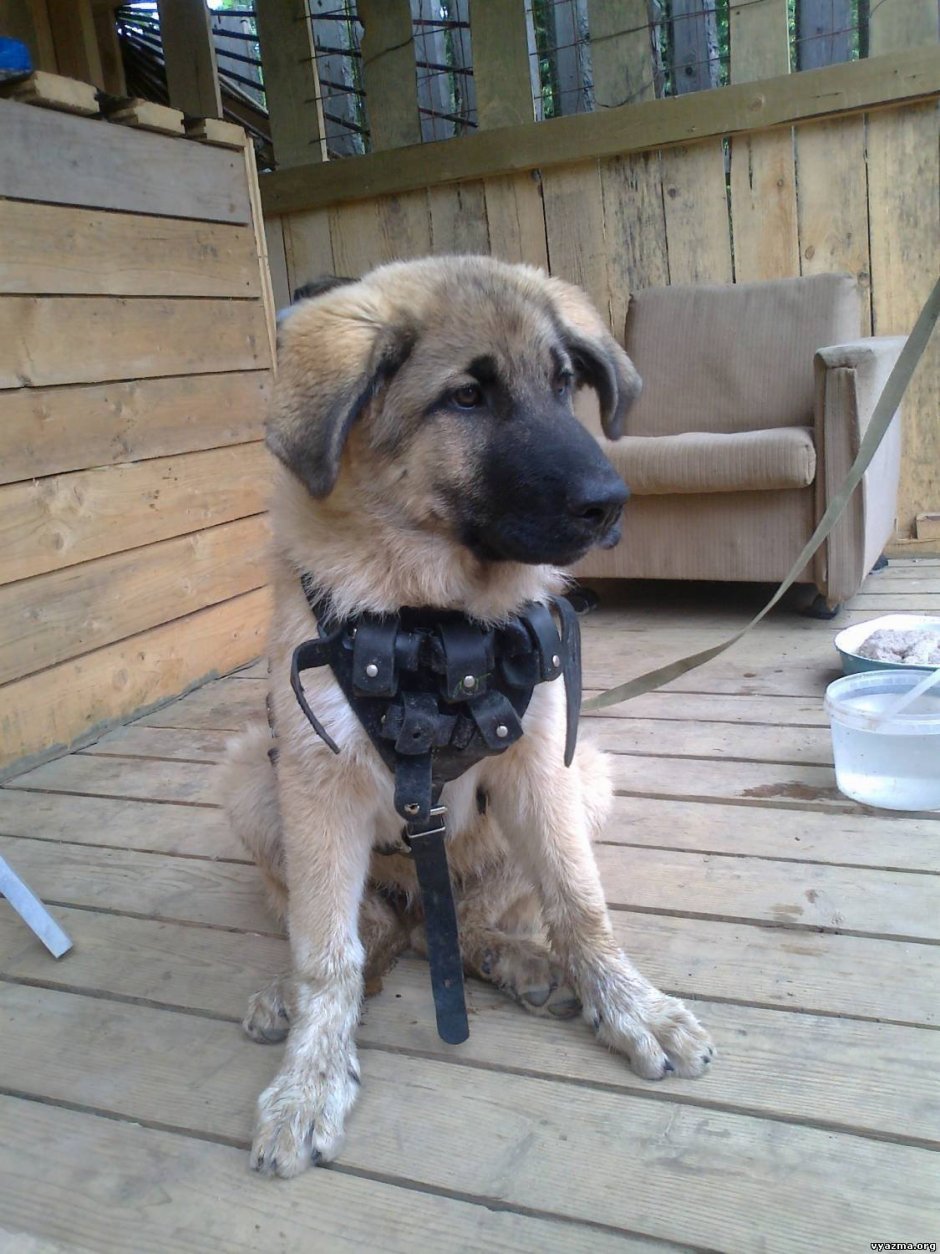 Метис овчарки и алабая