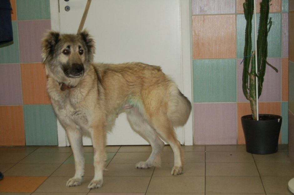 Кавказская овчарка Барон