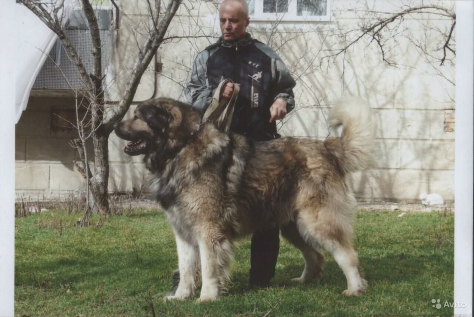 Овчарка Кавказская европейская волкодав