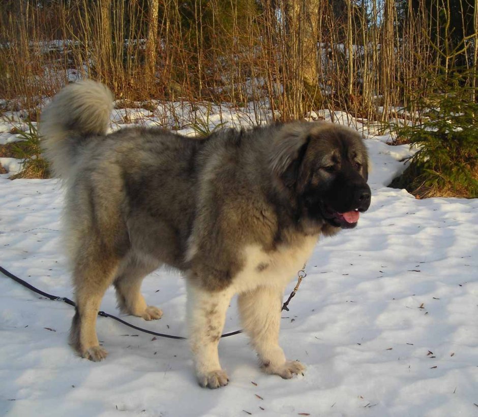 Алабай и Кавказская овчарка