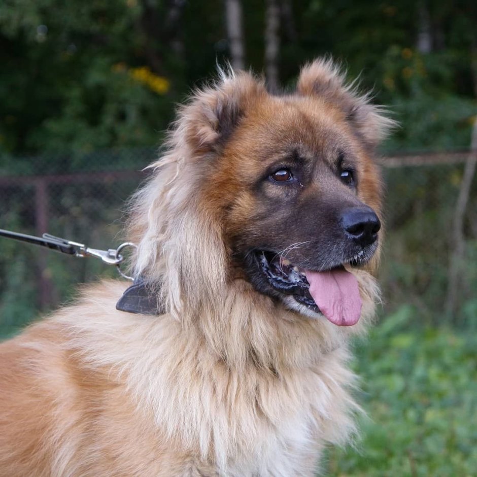 Московские кавказец собаки