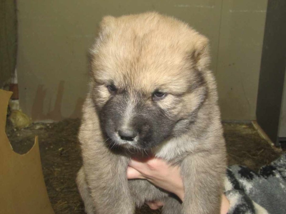 Метис Кавказская овчарка и алабай