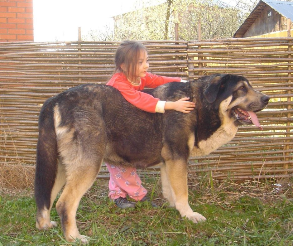 Помесь тибетского мастифа и кавказской овчарки