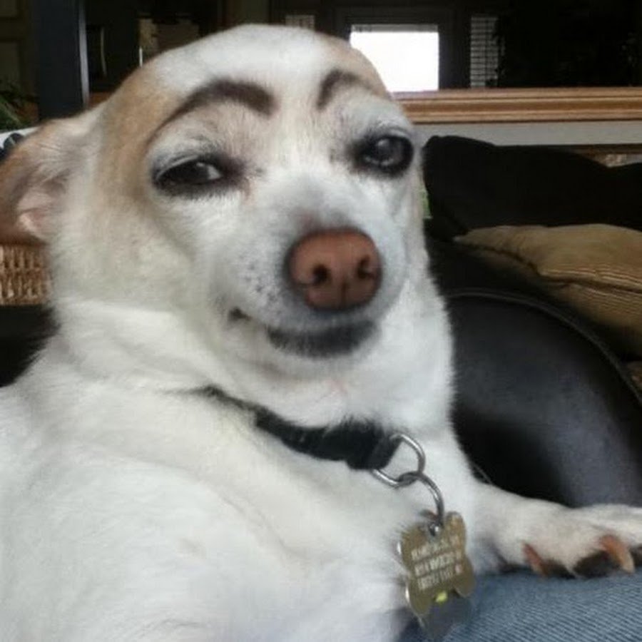 Собачка с бровями