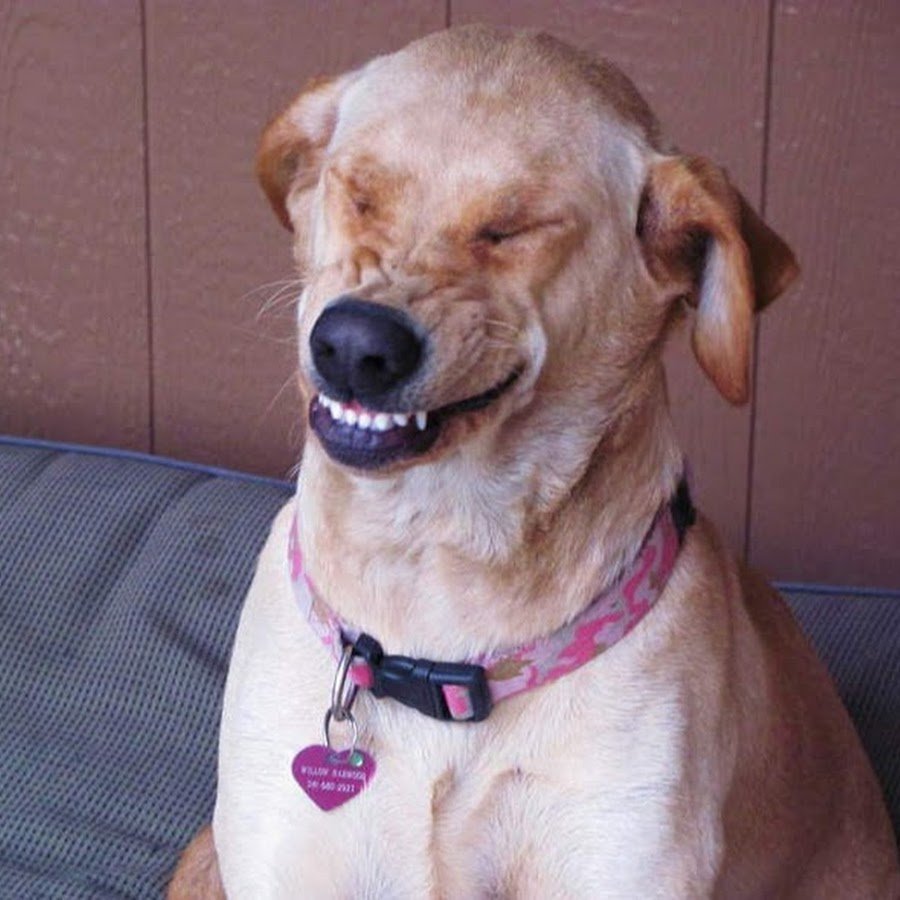 Собака смеется