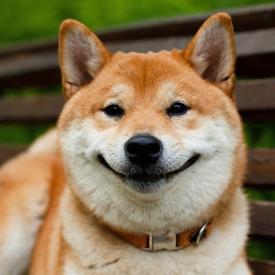 Акита ину собака улыбака