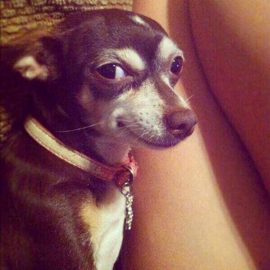 Пятница собака