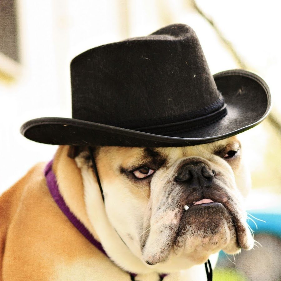 Животные в очках и шляпе