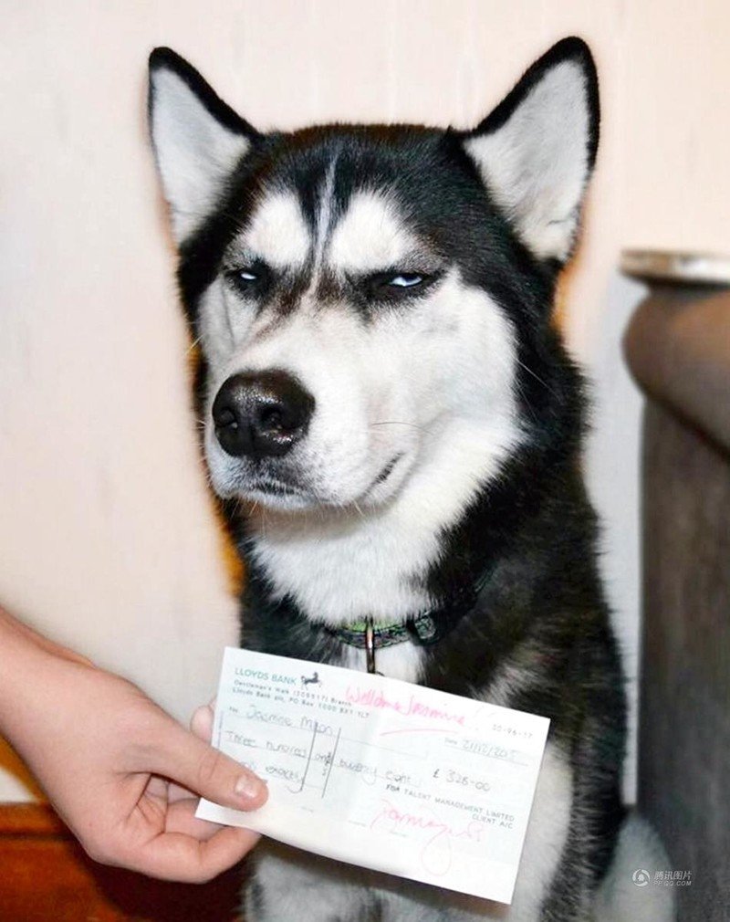 Хаски смешные морды