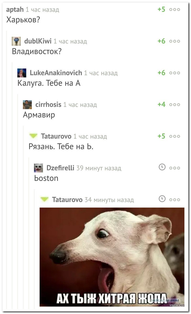 Собака Ах тыж хитрая