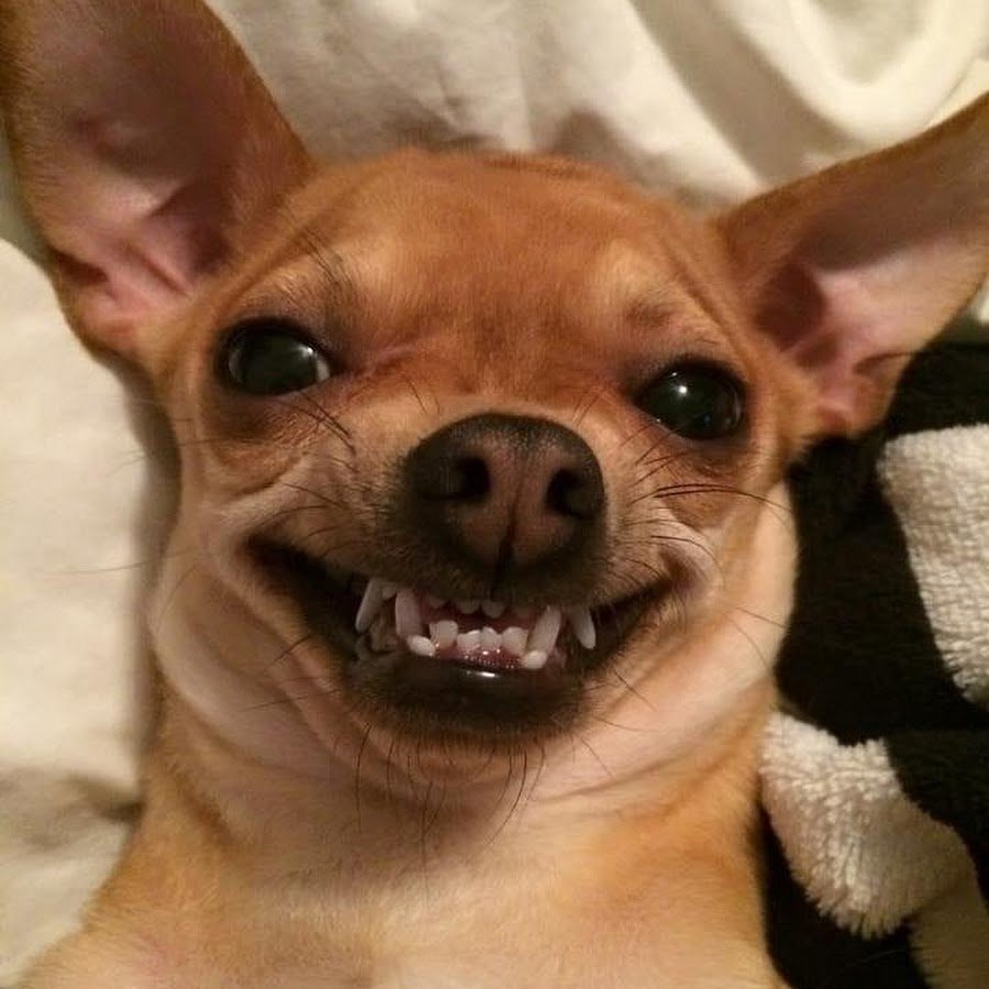 Маленькая злая собачка