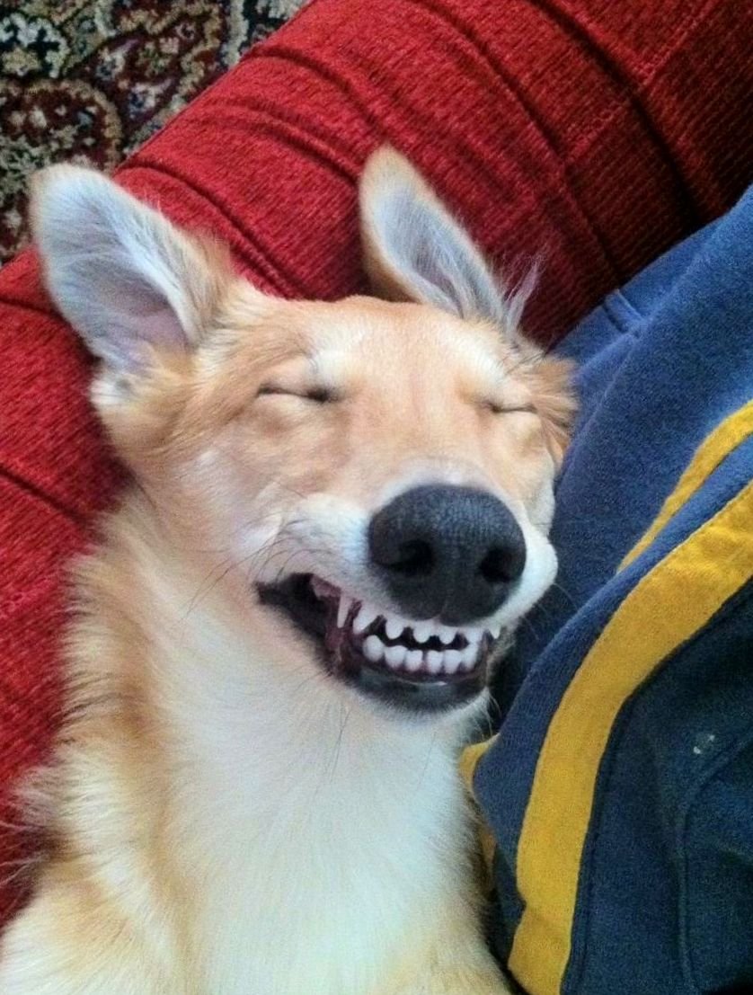 Собака улыбается