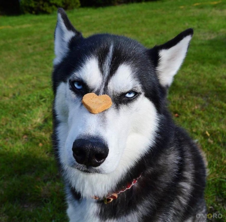 Хаски Ануко