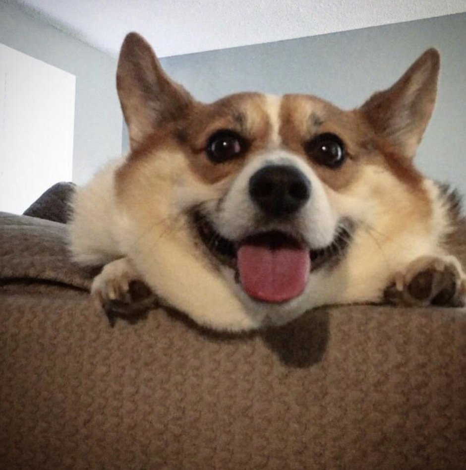 Корги скалится