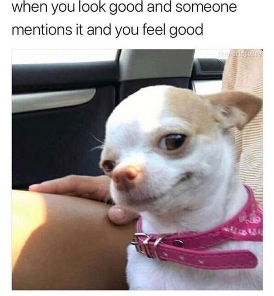 Толстая чихуахуа Мем