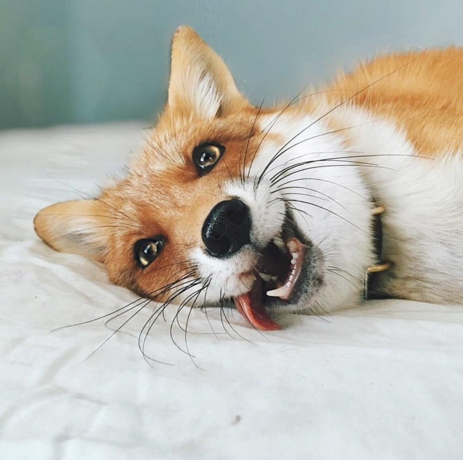 Счастливая лиса Джунипер