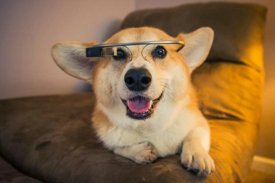 Собака улыбака корги