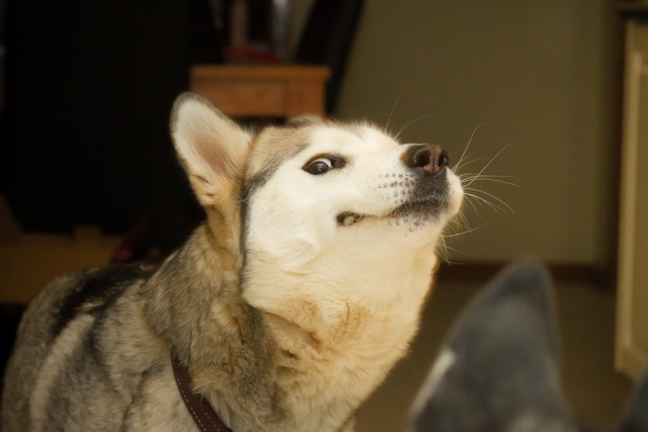 Хаски подмигивает