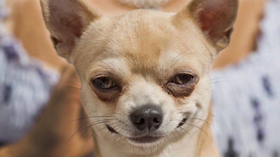 Стикеры чихуахуа