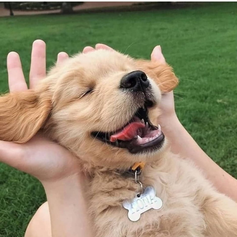 Ретривер улыбается