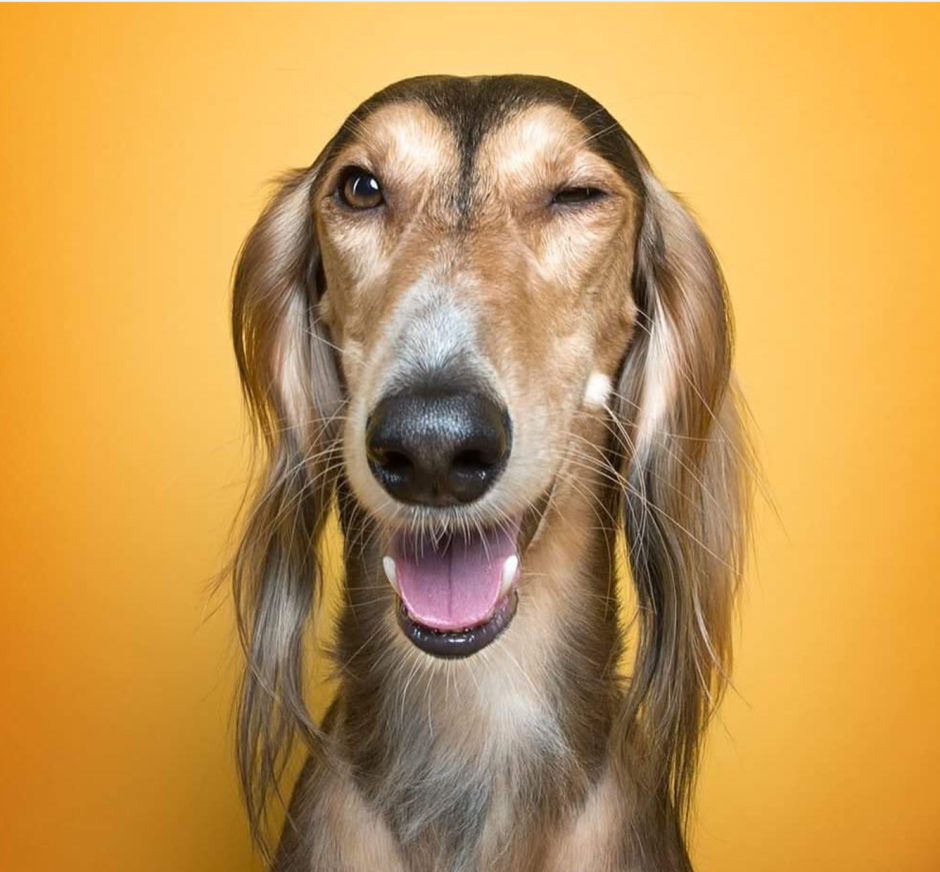 Веселая собака