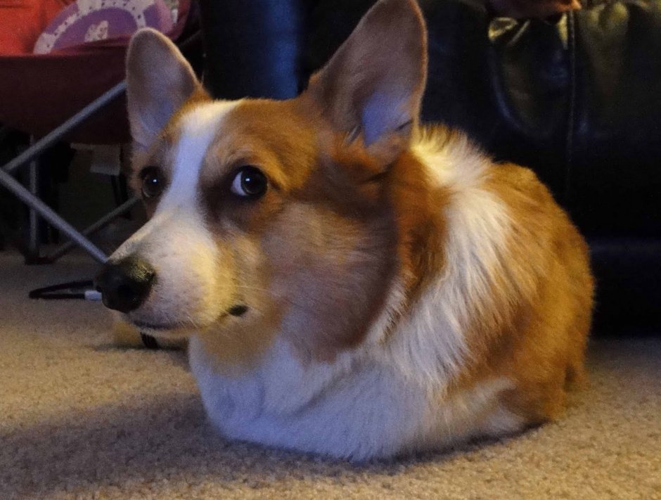 Вельш корги пемброк жирный