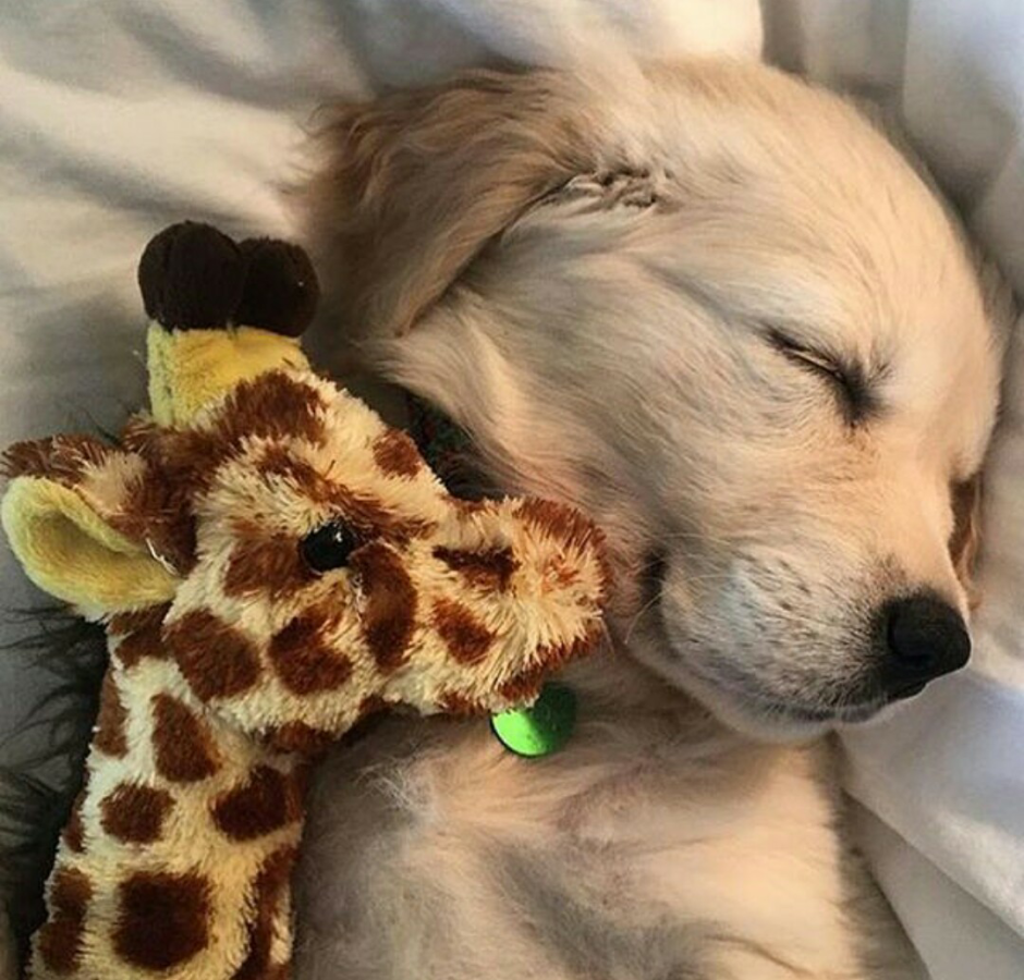 Спокойной ночи собака