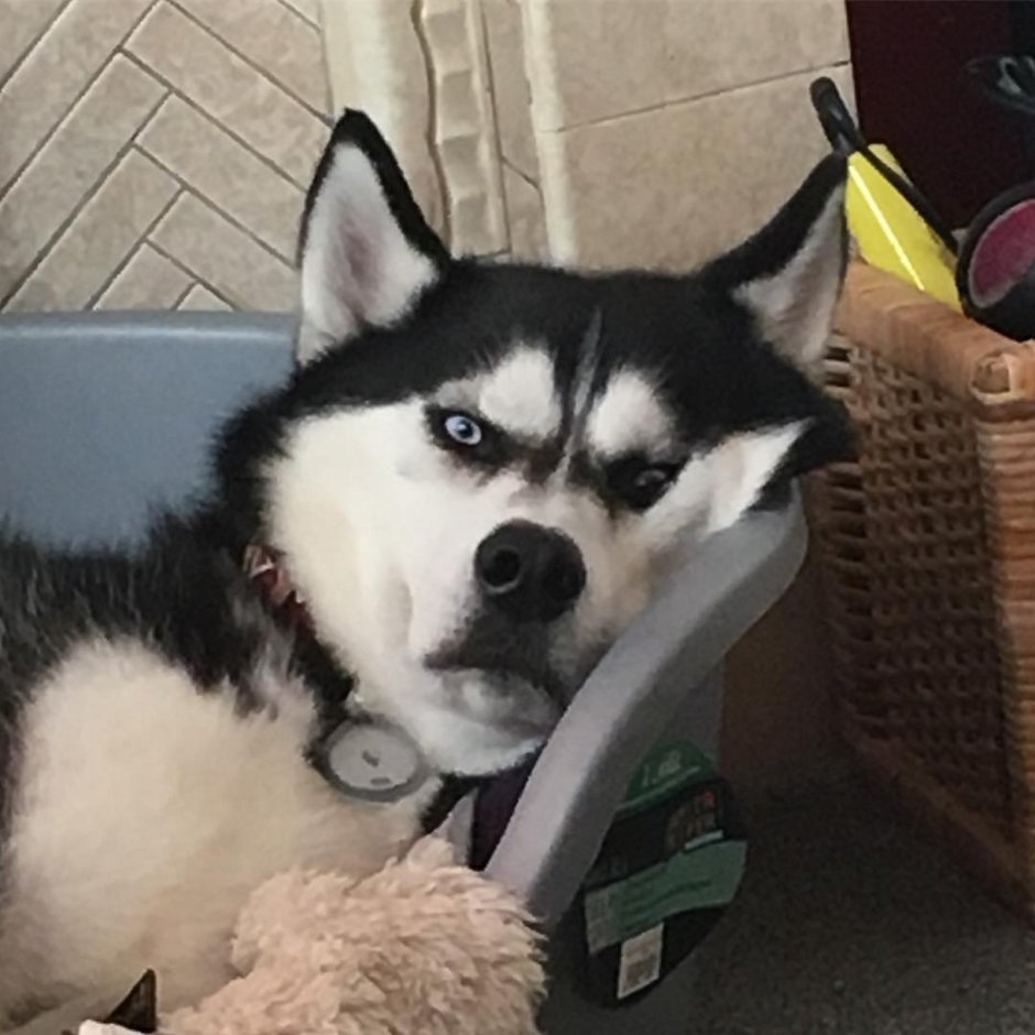 Глупый хаски