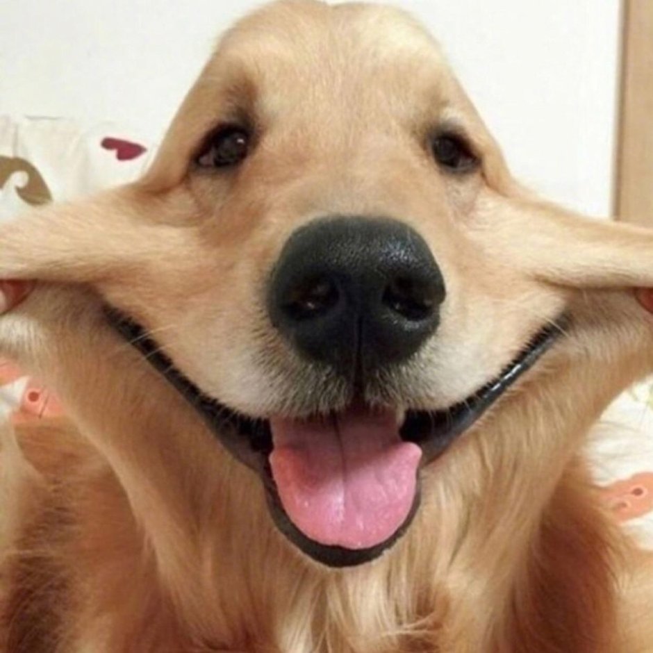 Улыбка животных