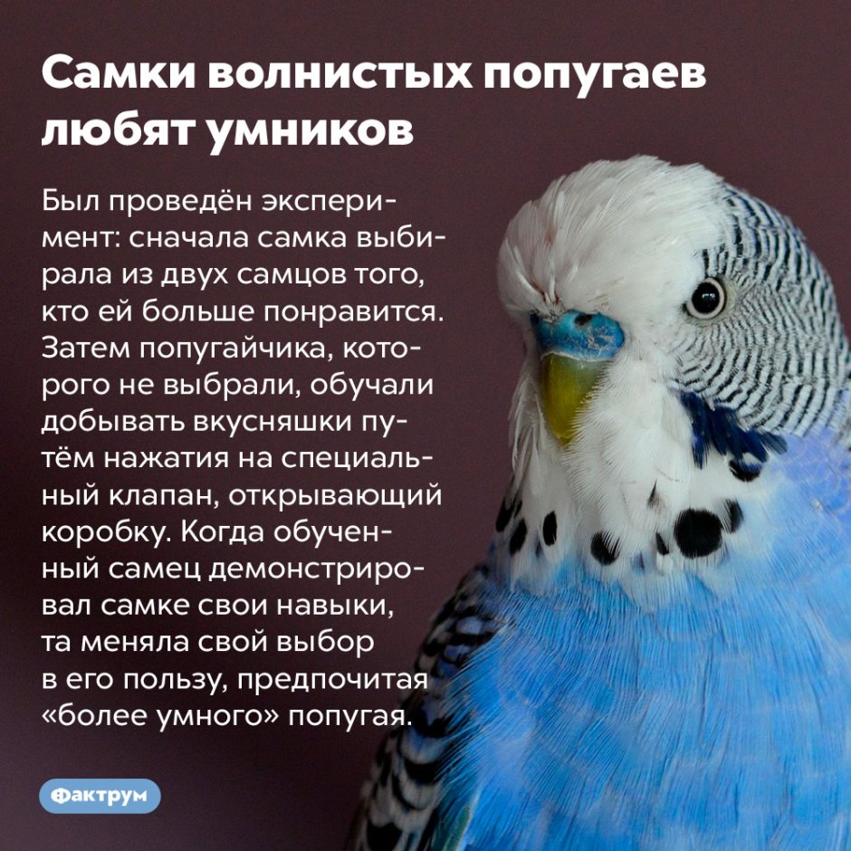 Попугай волнуется Мем